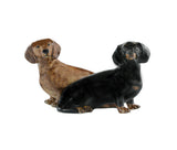 Dachshund Salt And Pepper Pots By Quail Ceramics