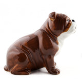 English Bulldog Money Box By Quail Ceramics
